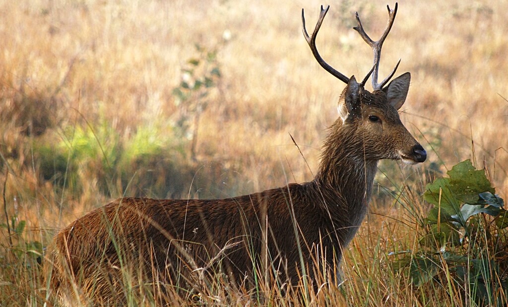 Kanha National Park, Madhya Pradesh