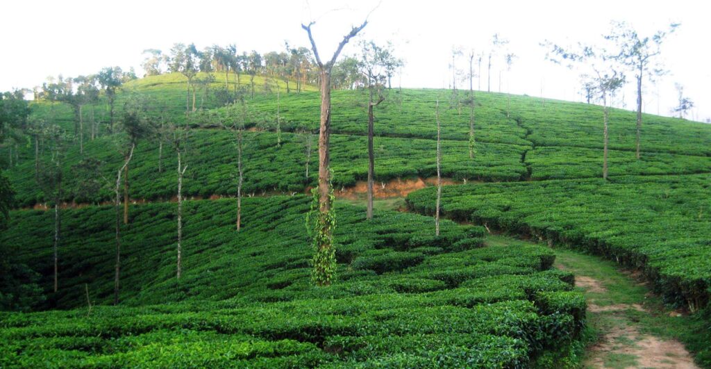 Wayanad, Kerala